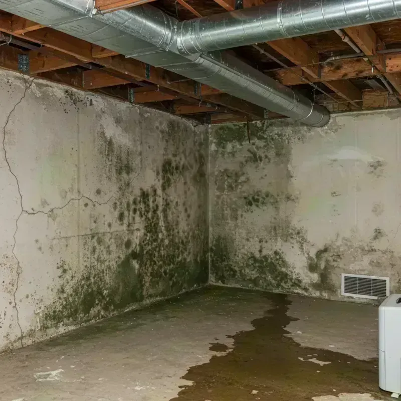 Professional Mold Removal in Sedalia, MO